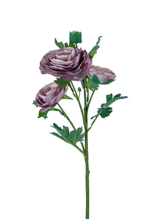 25" Italian Ranunculus