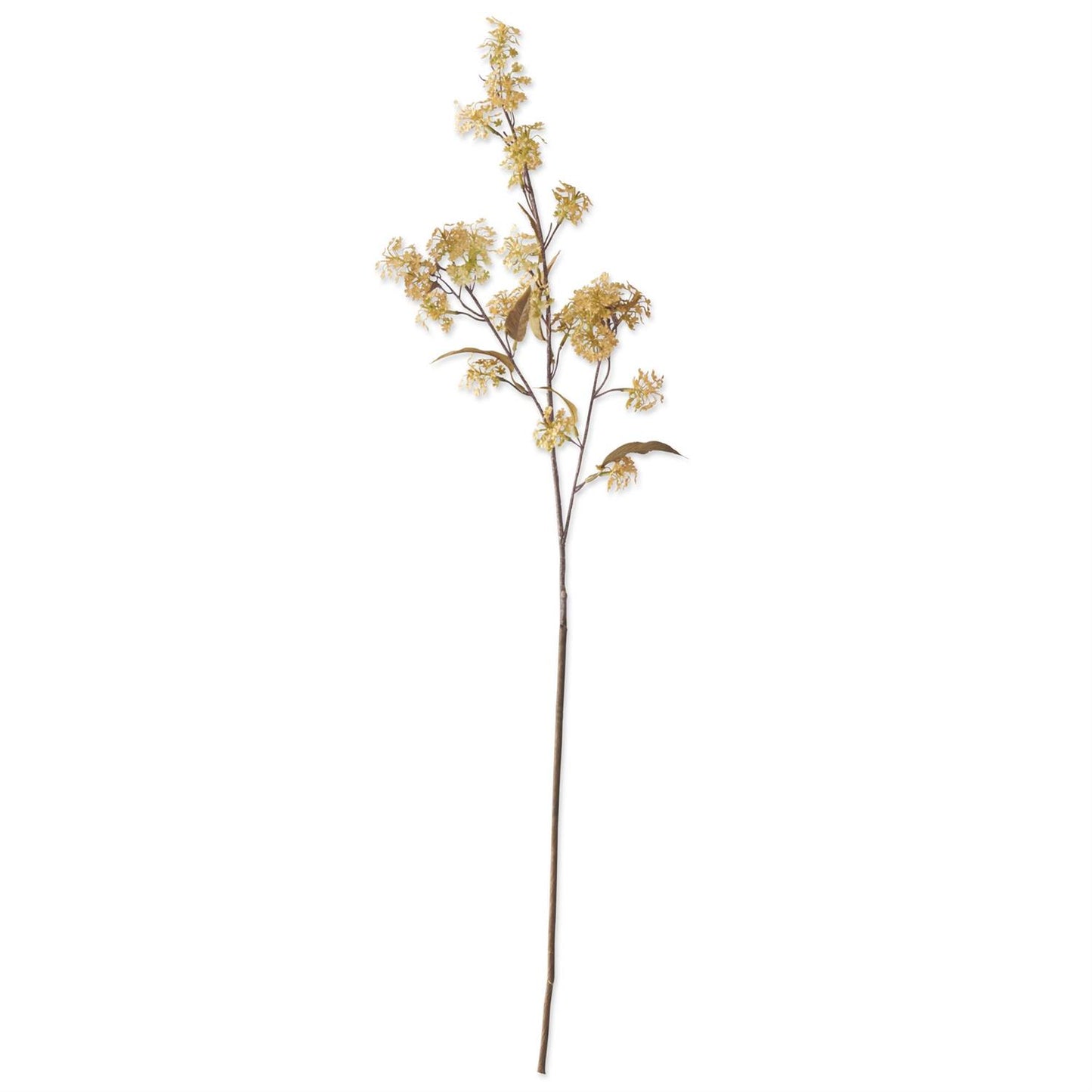Yellow Elderberry Floral Stem
