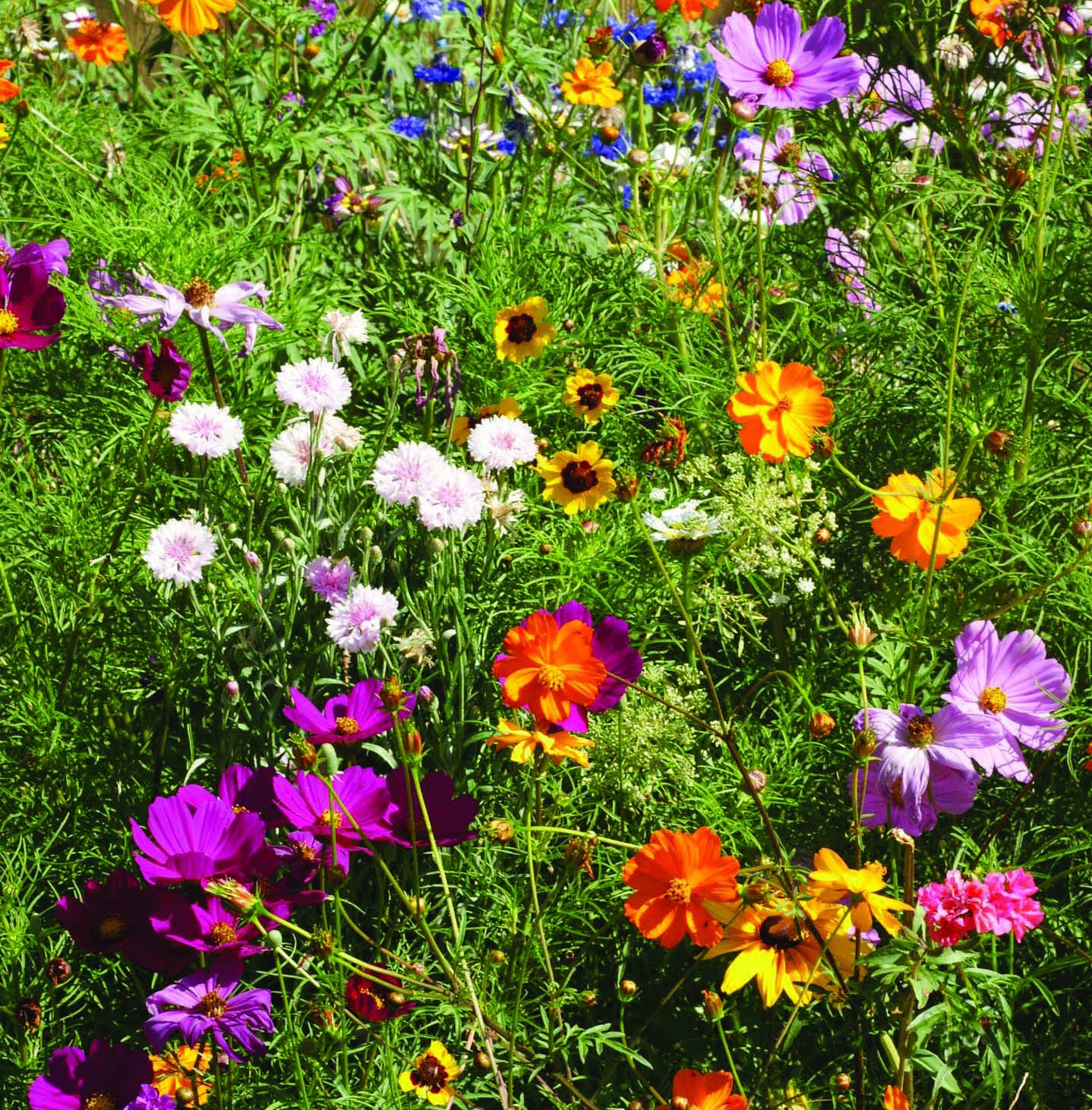 Bee Kind - Pollinator Wildflower Mix Seed Packets