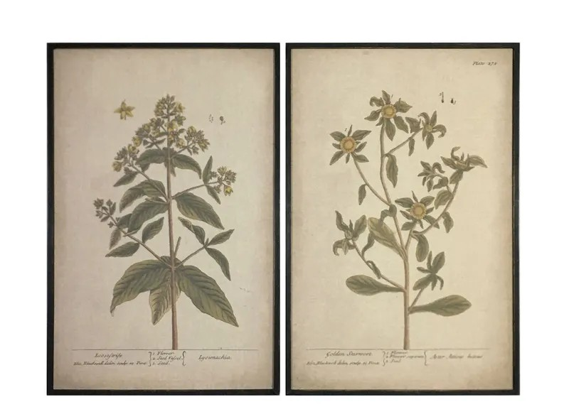 Grand Botanical Prints
