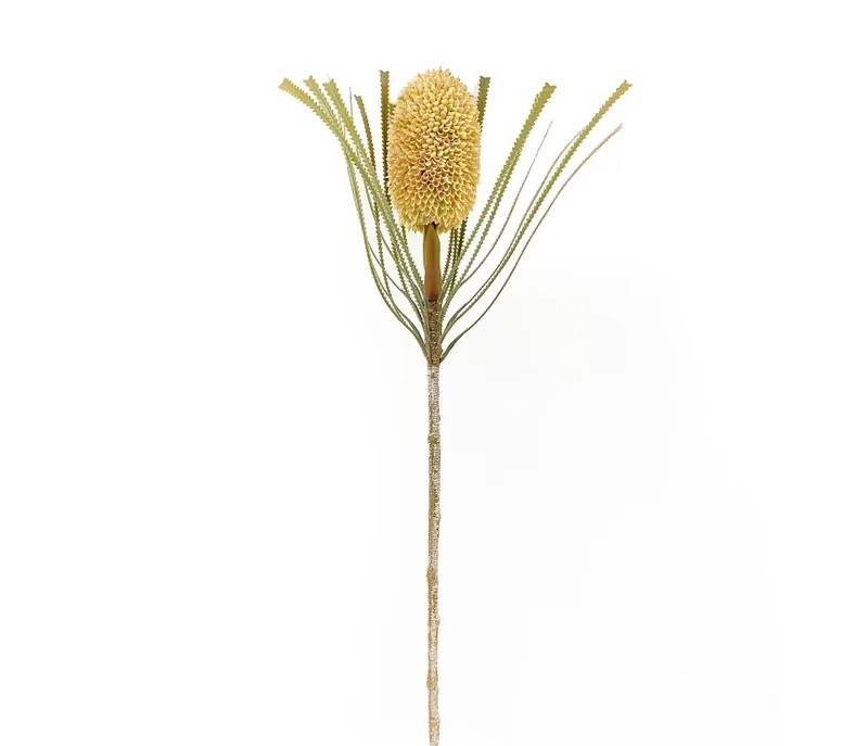 Banksia Protea Tusk Stem