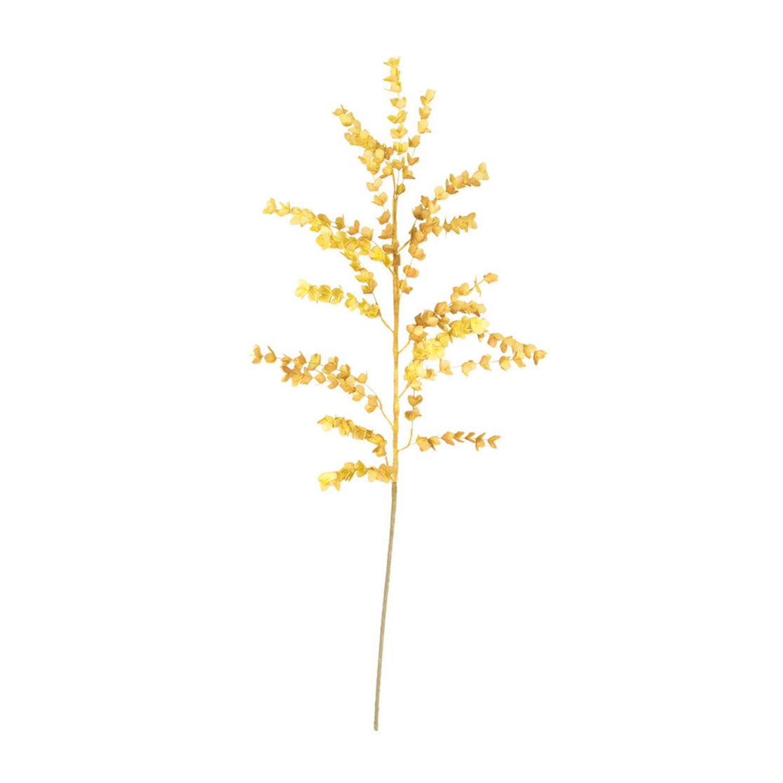 Botanica #978