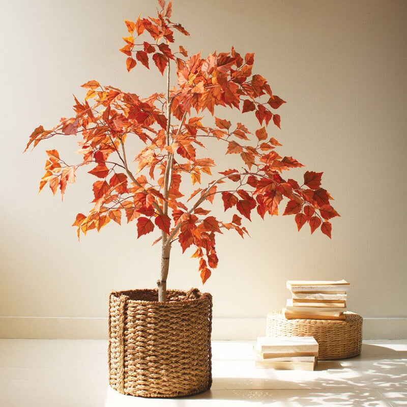 Potted plant with red leaves in a woven basket on a light surface with a neutral background