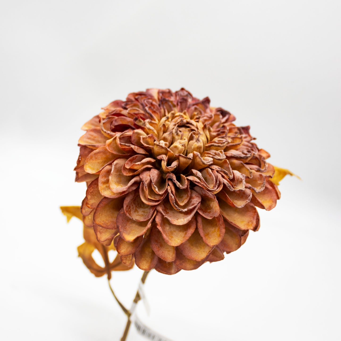 Autumn Dahlia Stem in Umber Brown