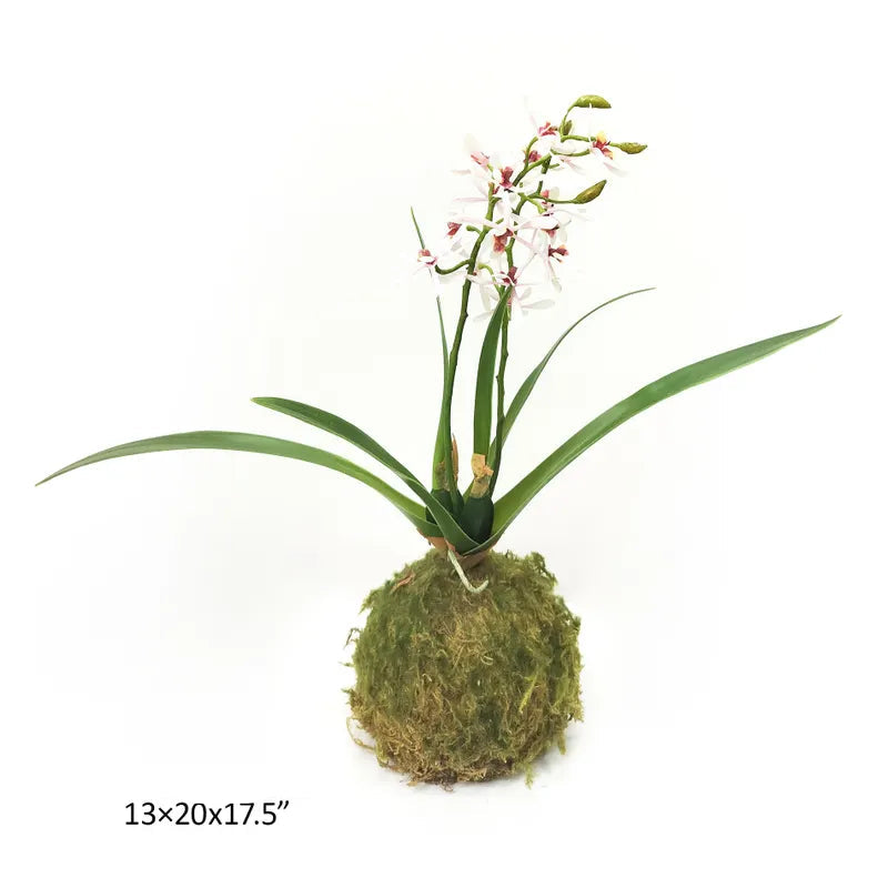 Pink Mini Orchid w/ Moss Ball Base