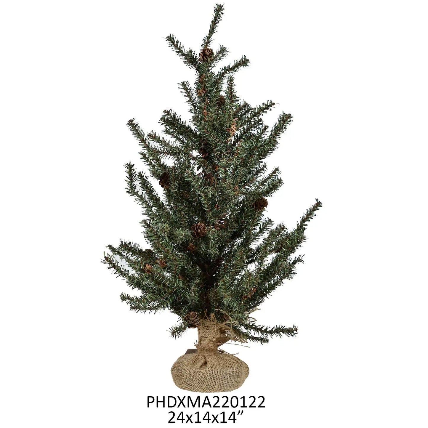 Douglas Fir Seedling Tree