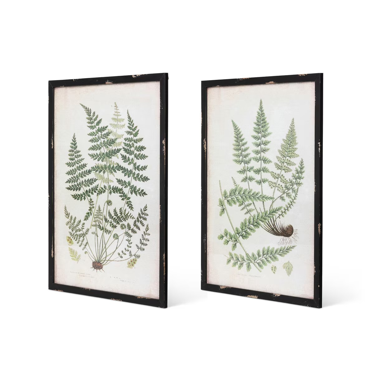 Botanical Study Fern Prints