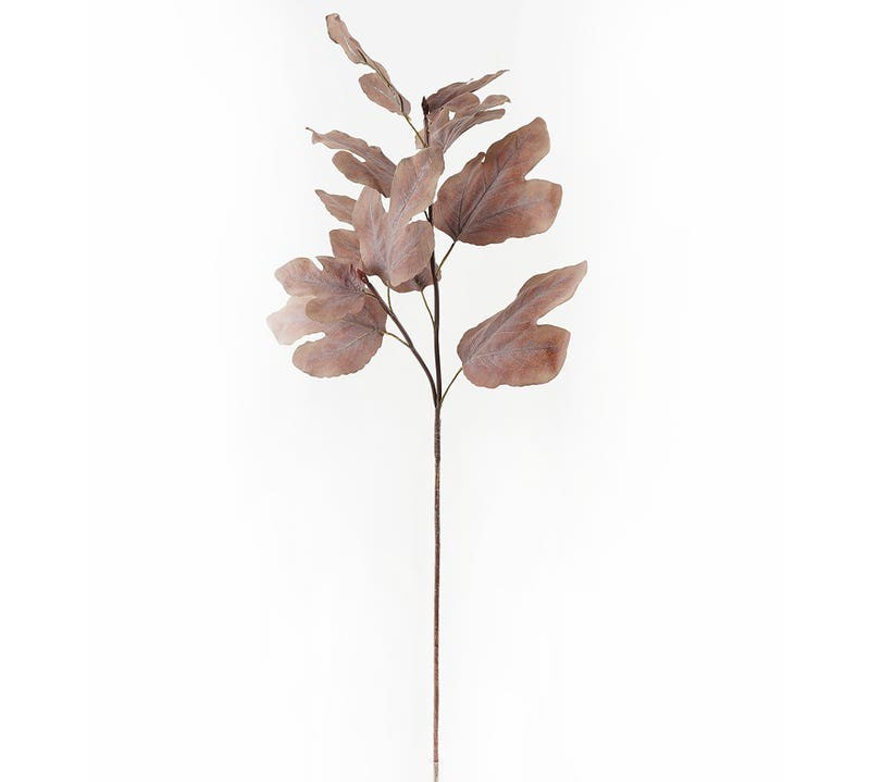 Brown Autumn Fig Stem