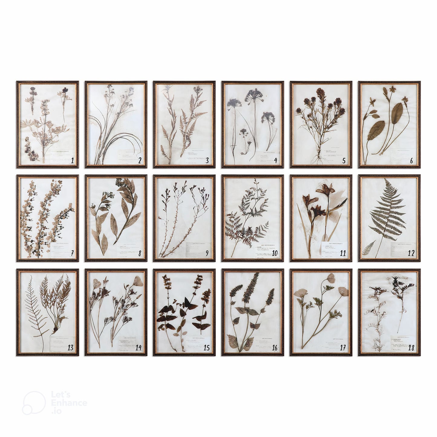 Botany Framed Print