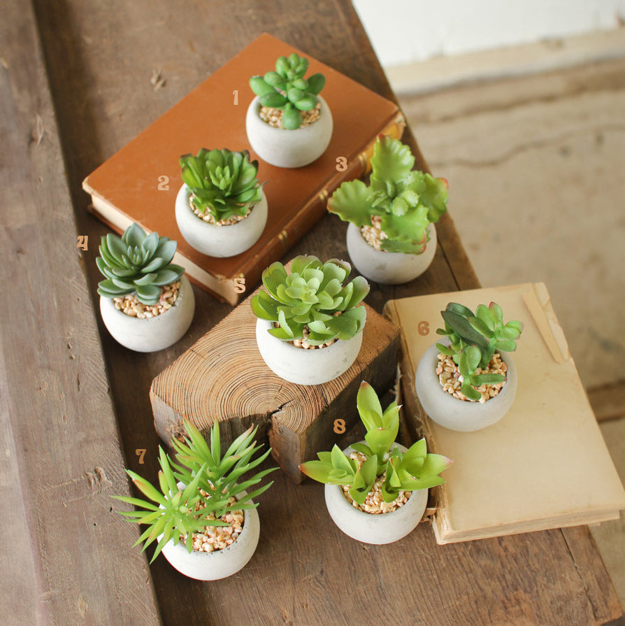 Mini Succulents w/ Round Cement Pot