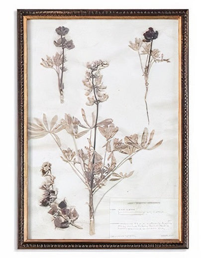 Botany Framed Print