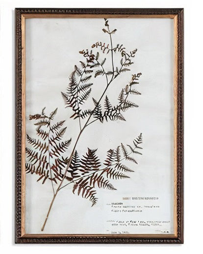 Botany Framed Print