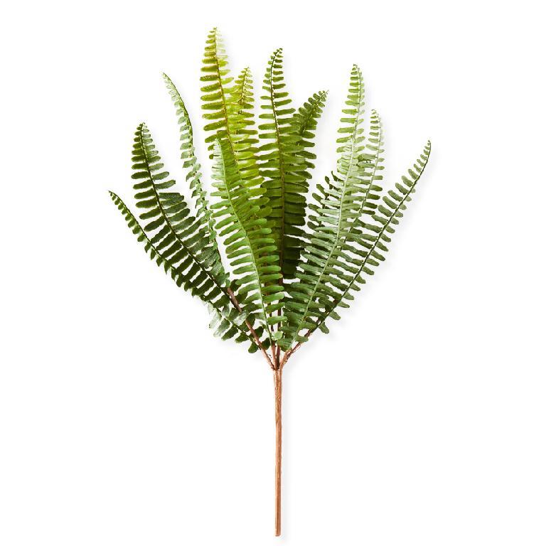 Fish Bone Fern Stem