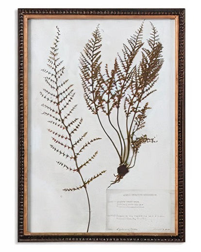 Botany Framed Print