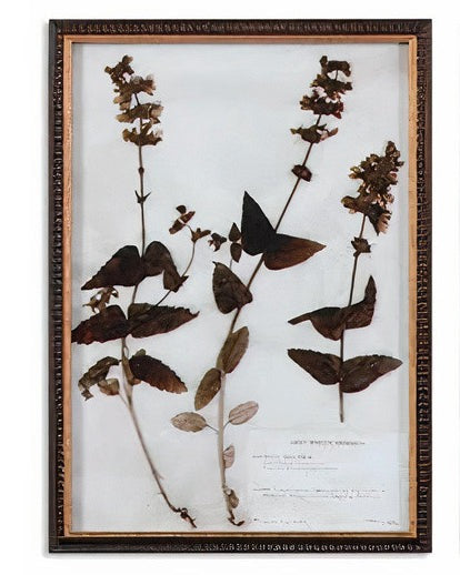 Botany Framed Print