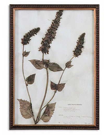 Botany Framed Print