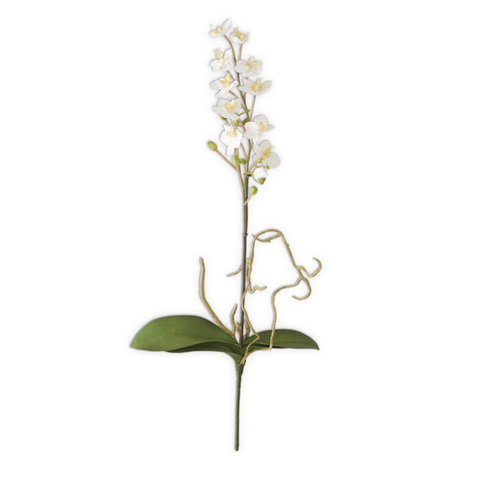 21 In White Orchid stem