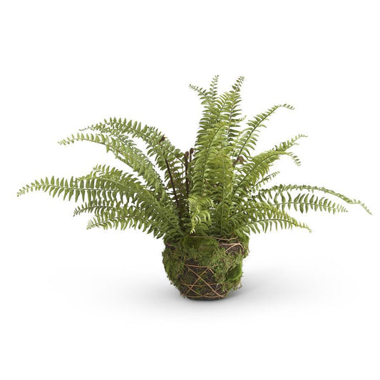 27 in Boston Fern