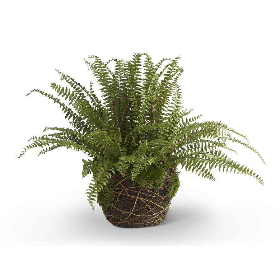 30" Boston Fern