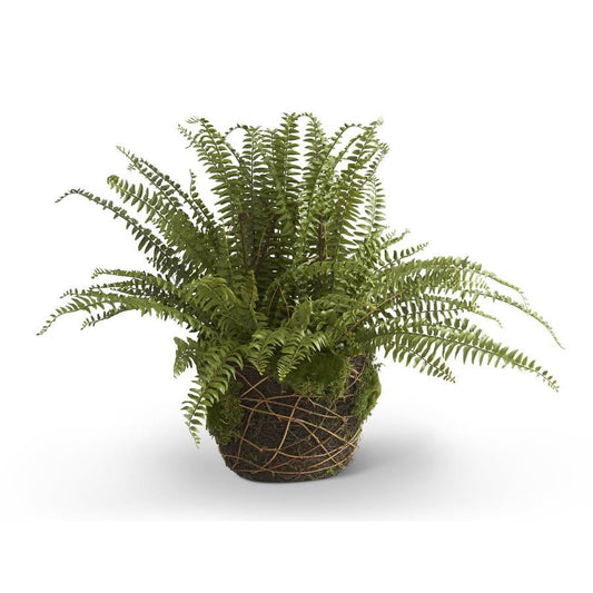 30" Boston Fern