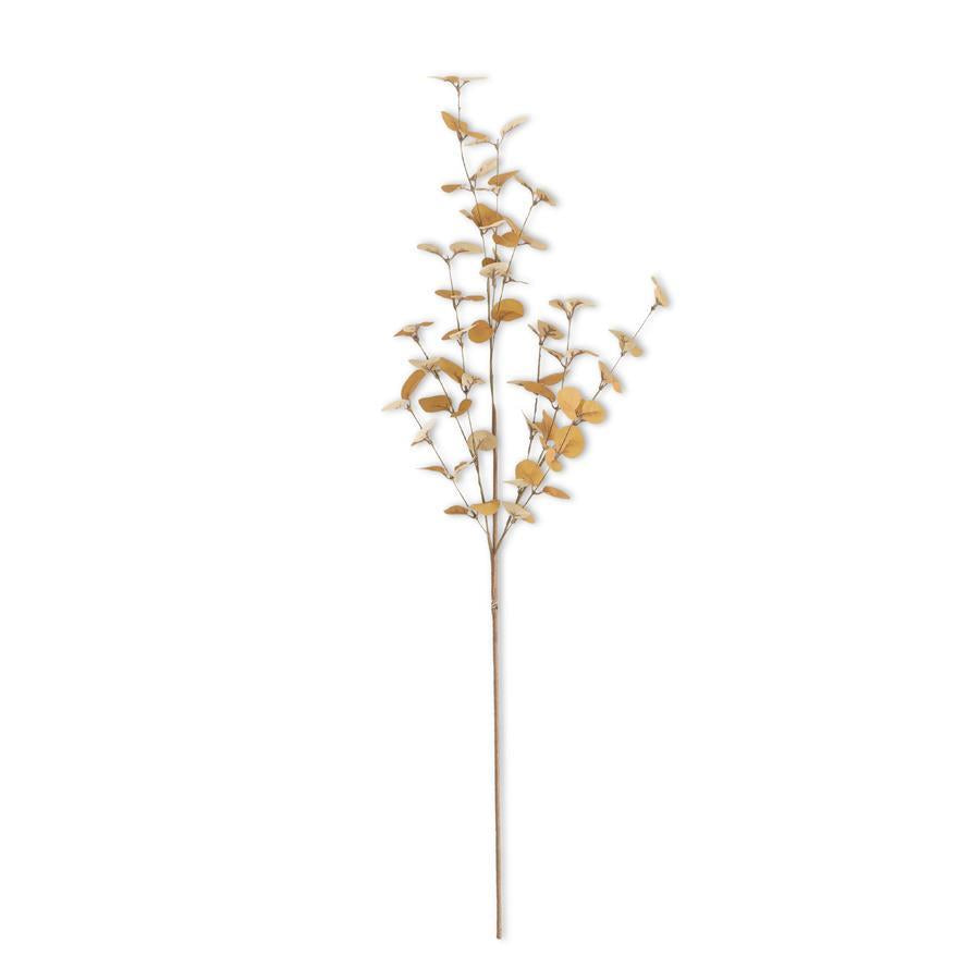 Orange Eucalyptus Stem