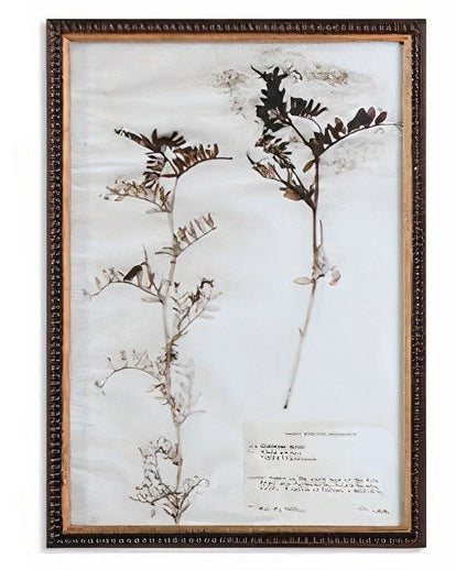 Botany Framed Print