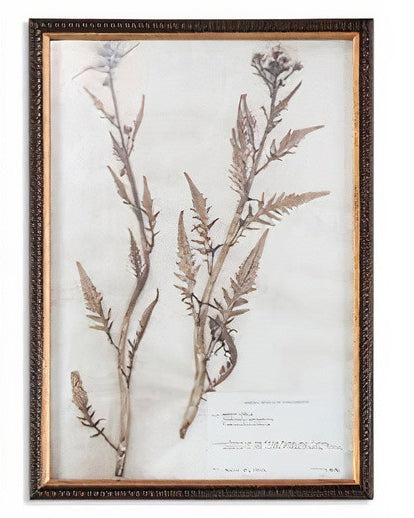 Botany Framed Print