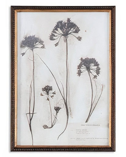 Botany Framed Print