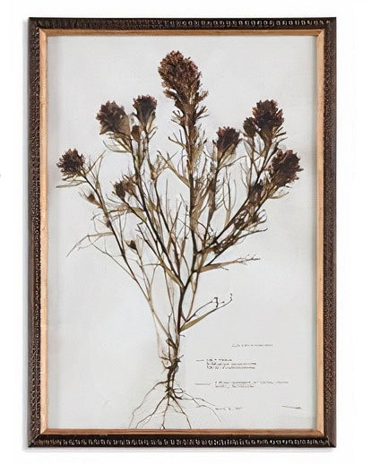 Botany Framed Print