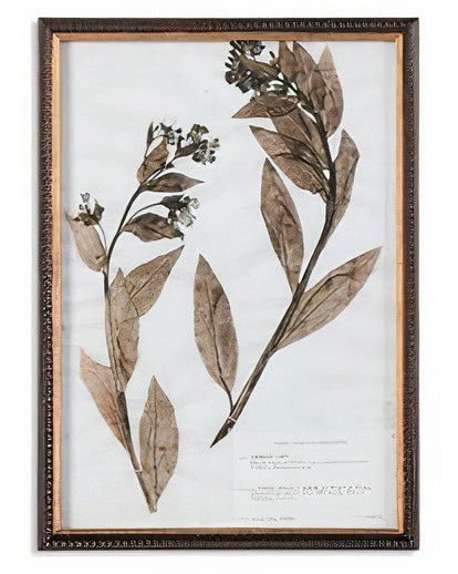 Botany Framed Print