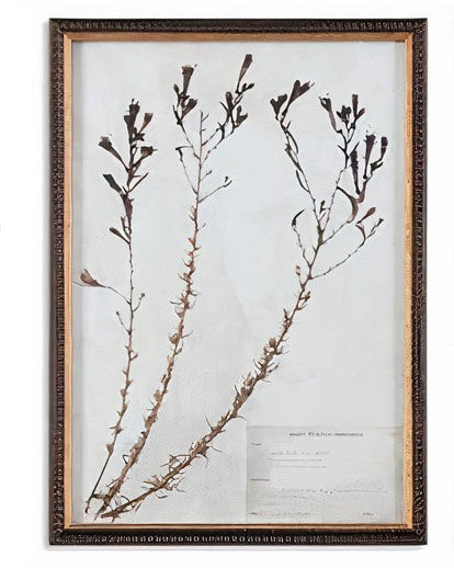 Botany Framed Print