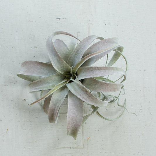 Extra large grey air plant