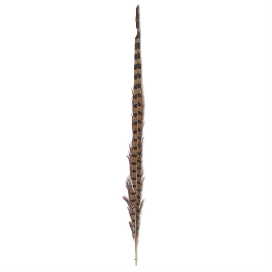 Decorative Ring Neck Feather