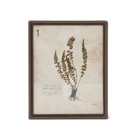 Assorted Rusty Metal Framed Fern Prints