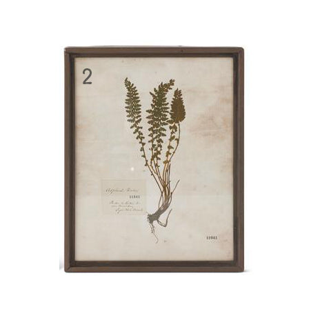 Assorted Rusty Metal Framed Fern Prints