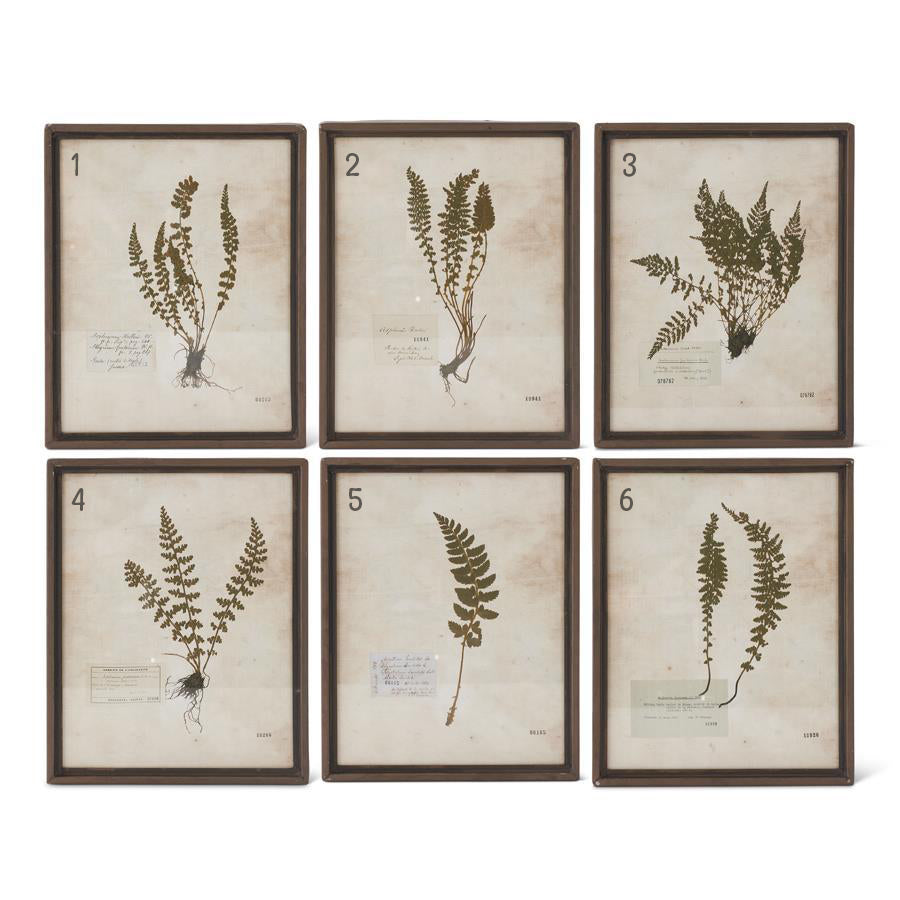 Assorted Rusty Metal Framed Fern Prints