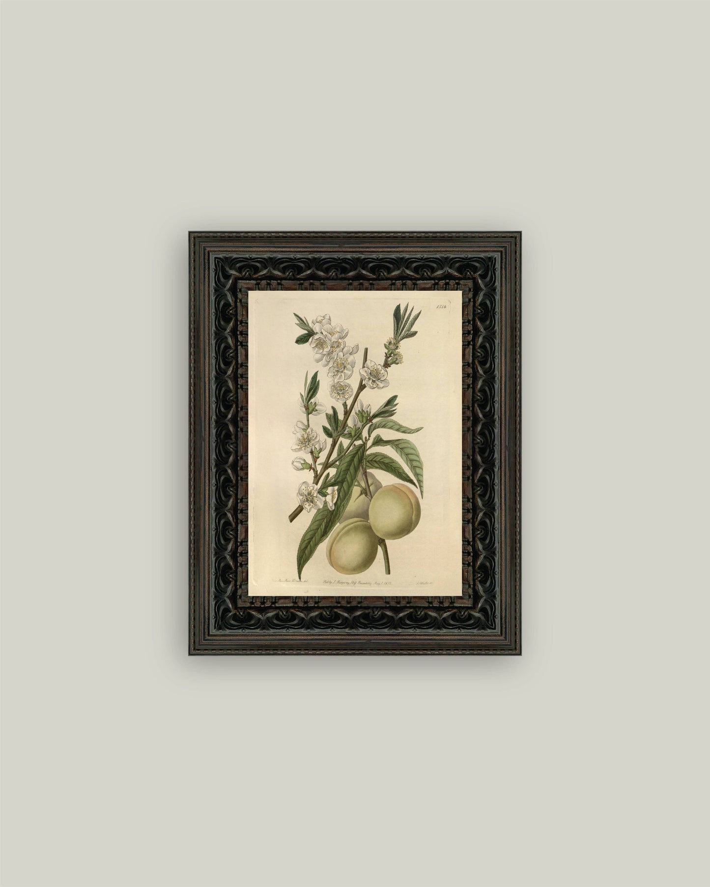 The White Peach Framed Art