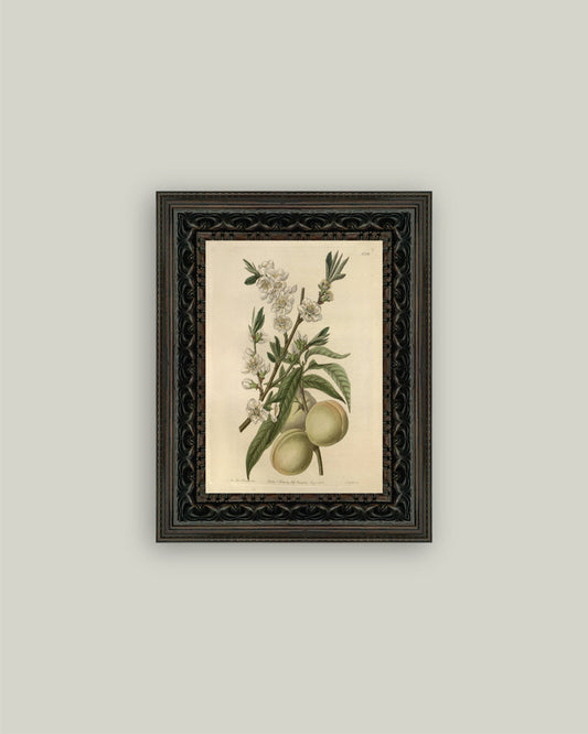 The White Peach Framed Art