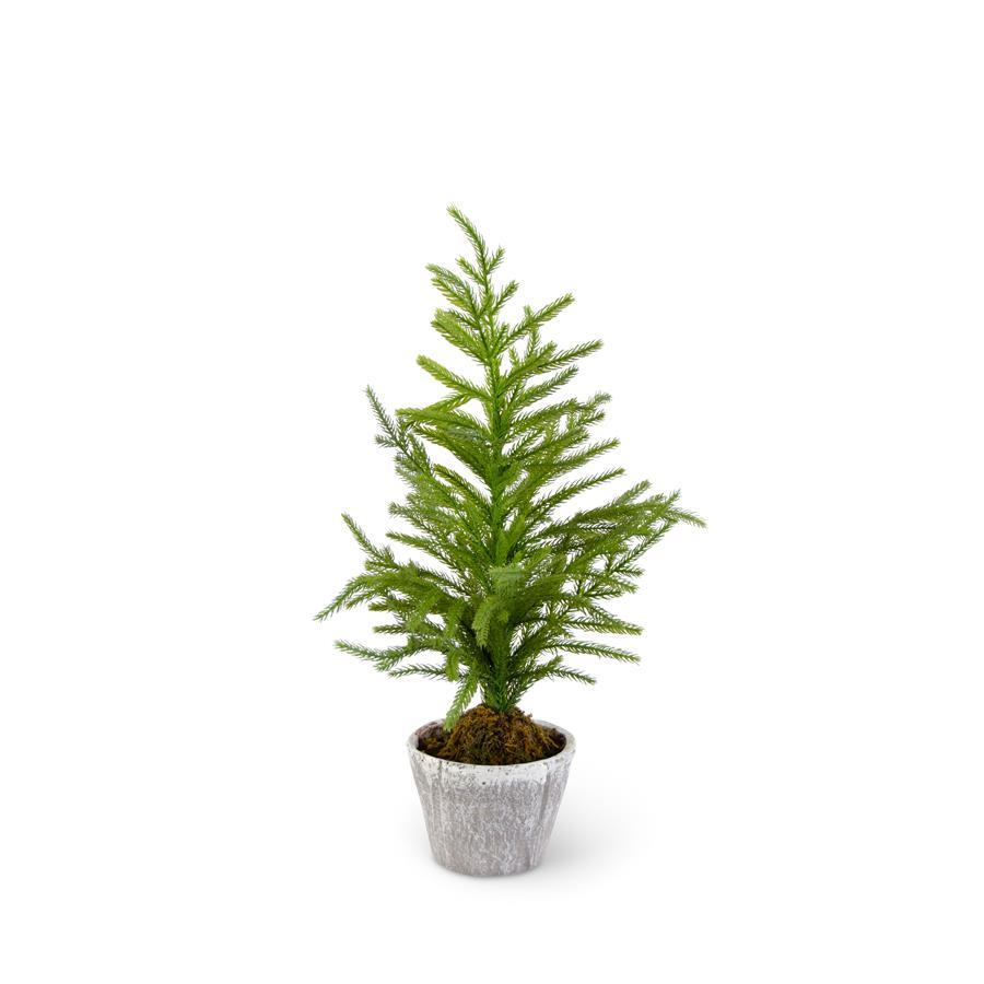 30" Norfolk Pine Tree in Gray Pot