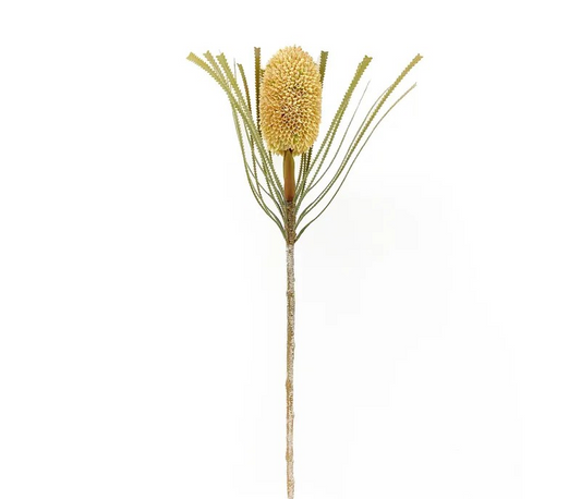 Banksia Protea Tusk Stem