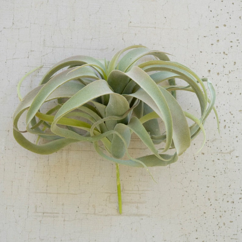 Extra large grey air plant