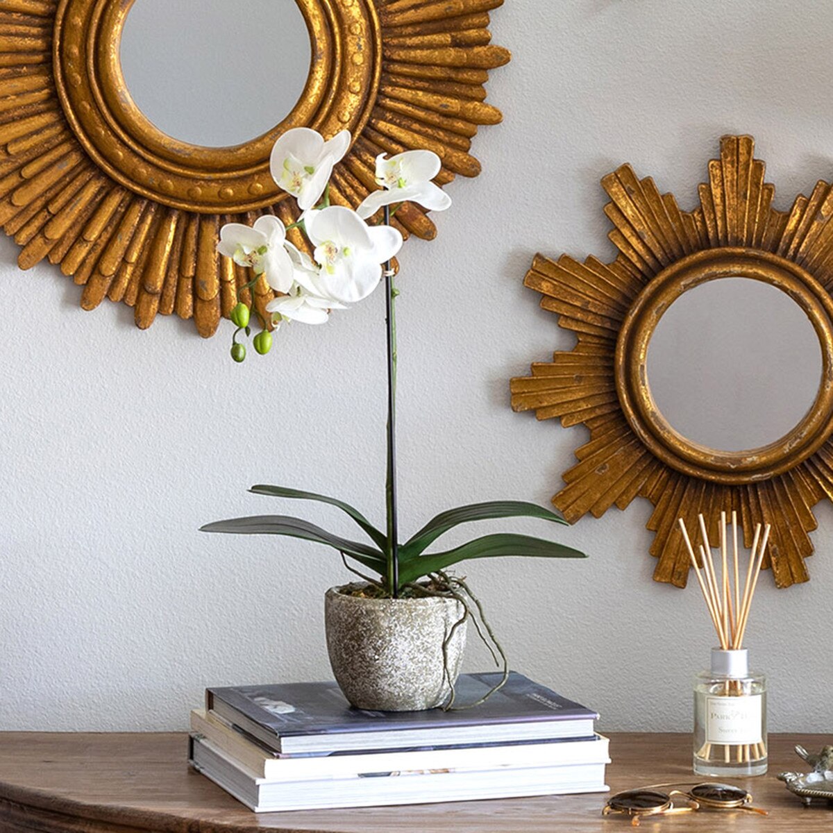 Phalaenopsis Orchid Plant in Concrete Pot