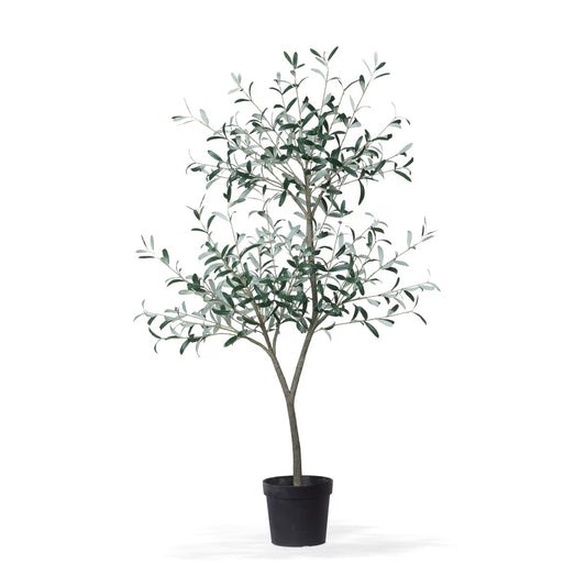 Tuscan Olive Tree in Grower's Pot