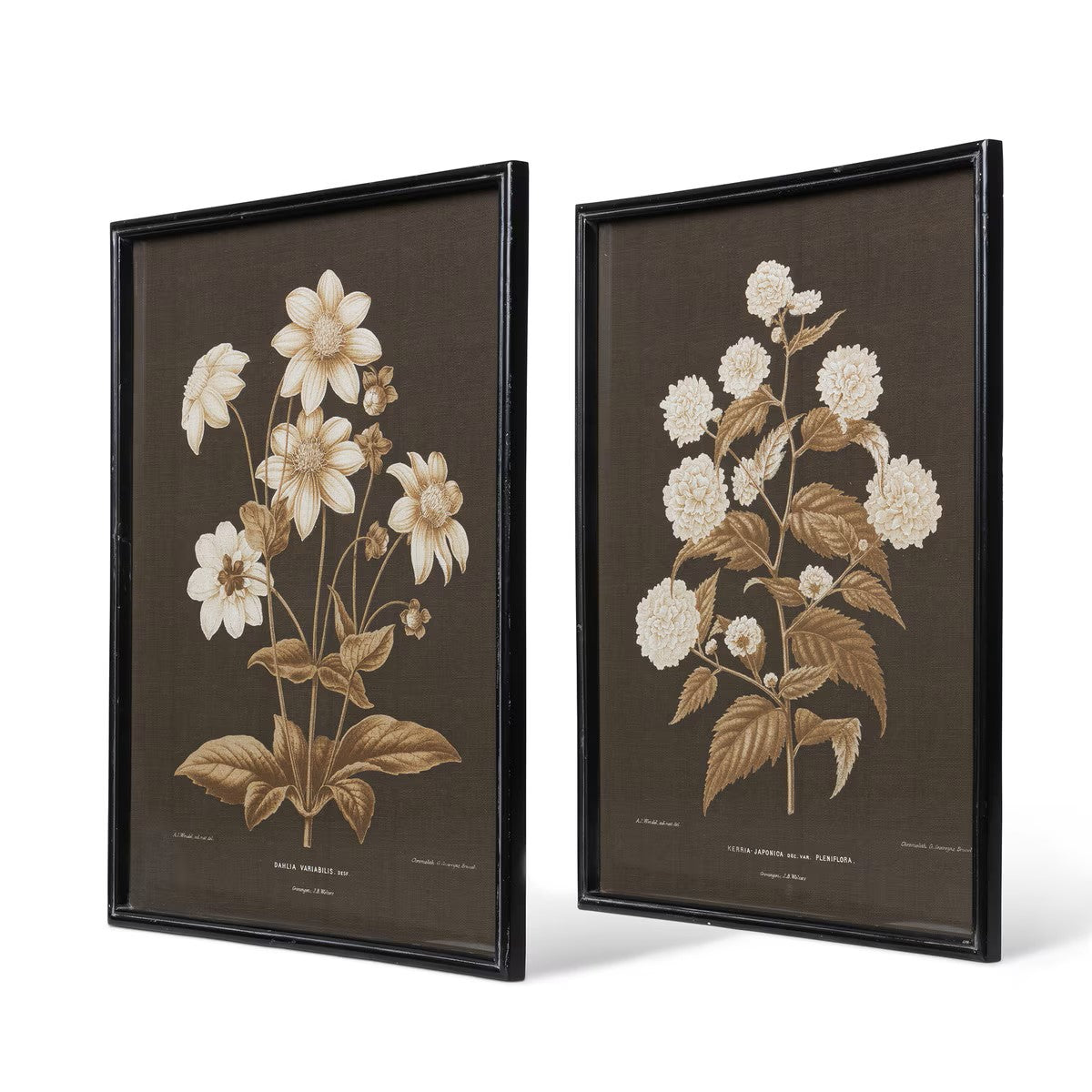 Garden Floral Botanical Framed Prints