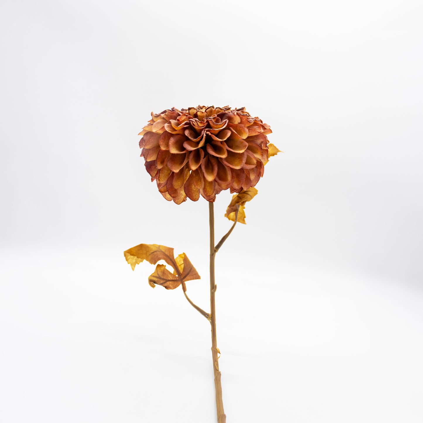 Autumn Dahlia Stem in Umber Brown
