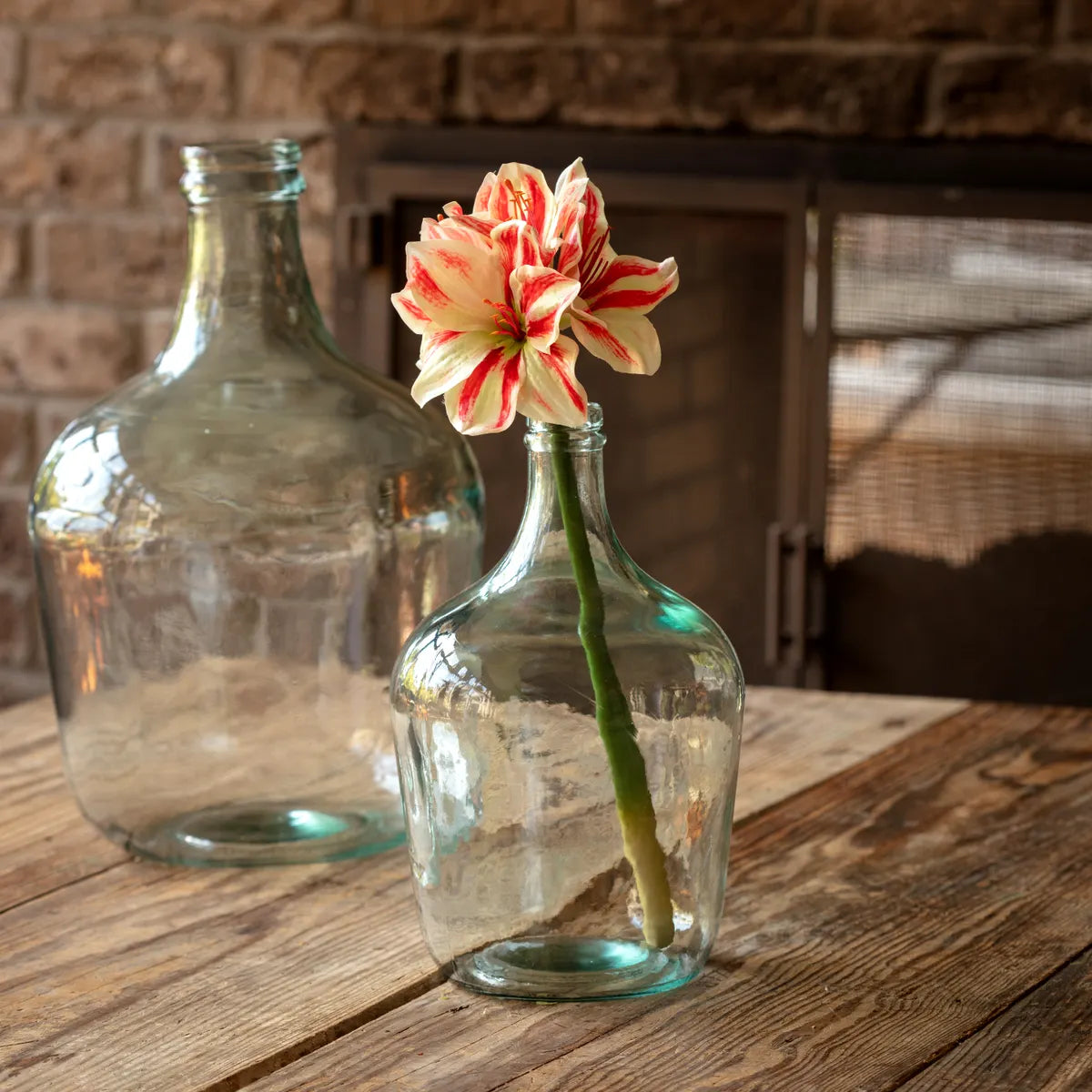 Candy Cane Striped Grand Amaryllis