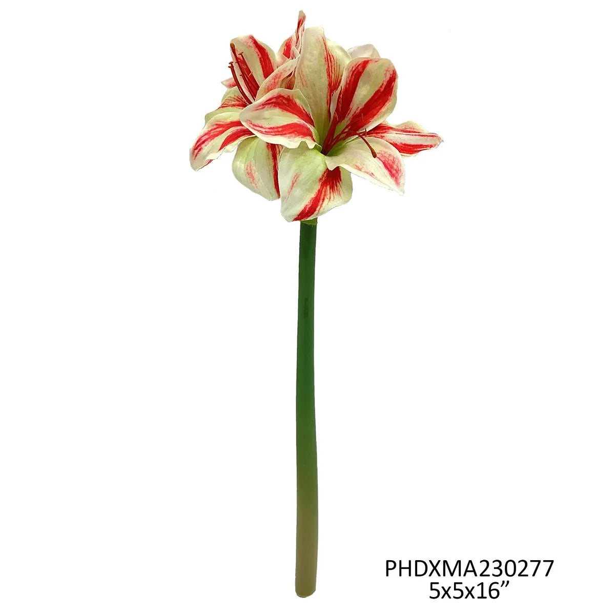 Candy Cane Striped Grand Amaryllis