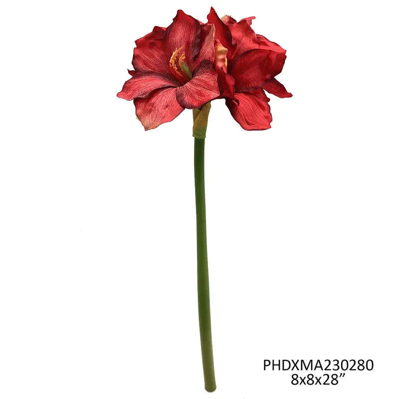 Red Grand Amaryllis Stem