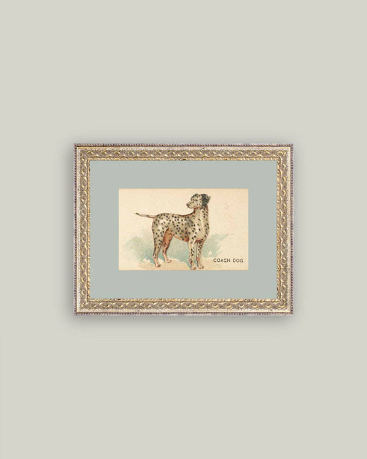 Dalmation Framed Antique Art