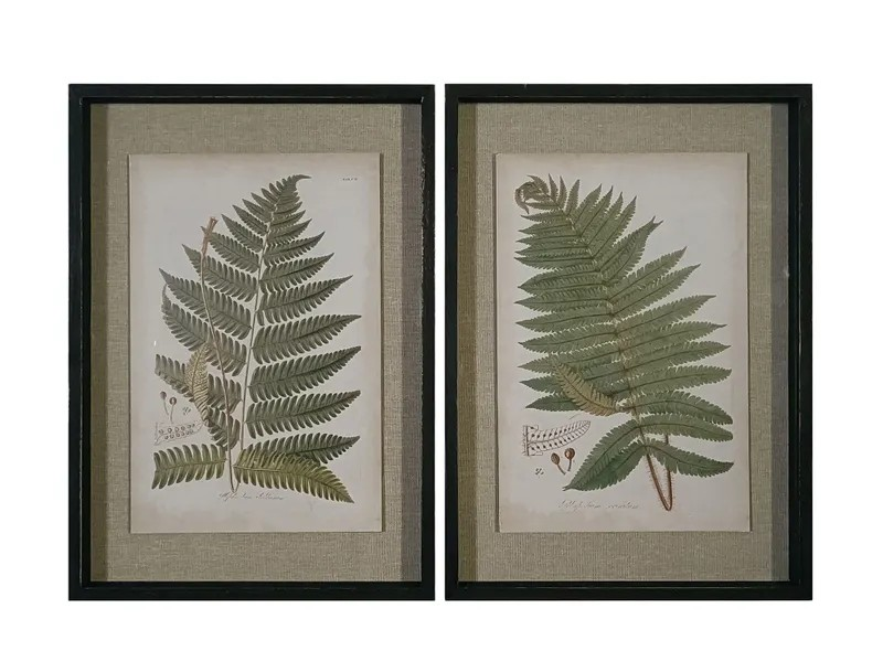 Fern Botanical Prints